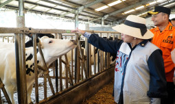 Komisi IV DPR RI Dukung Rencana Adanya Perpres untuk Kemajuan Peternak