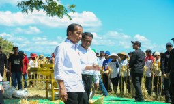 Presiden Panen Jagung bersama Mentan di Sumbawa, Jokowi Tekankan Keseimbangan Harga