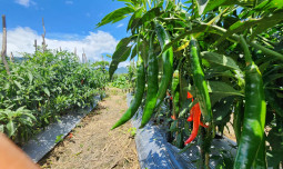 Gerak Cepat dengan Gerdal APH, Pasokan Cabai dan Bawang Merah Jelang Ramadhan Terpantau Aman*