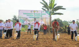 Panen dan Tanam Jagung Di Kota Medan, Mentan Amran Genjot Produksi Optimis Hentikan Impor