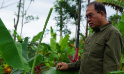 Sosialisasi dan Monitoring HDDAP di Desa Pakel Dorong Pengembangan Pisang Mas Kirana Berkelanjutan