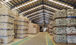 Harga Pakan Terpantau Turun, Kementan: Biaya Produksi Peternak Diharapkan Lebih Efisien