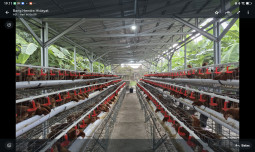 Stok Daging Ayam Aman Sampai Tahun Depan, Suplai untuk Program MBG Dipastikan Lancar