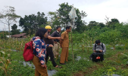 Andalkan Bawang Merah dan Kentang, Pakpak Bharat Siap Sukseskan HDDAP