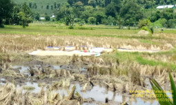 Luas Panen Terus Bertambah, Sumbawa NTB  Surplus Beras