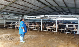 Balai Kementan Ini Dorong Tata Kelola yang Bersih, Produksi Susu Langsung Naik Dua Kali Lipat
