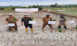 Lewat Program PAT, Kementan Pacu Indeks Pertanaman di Kabupaten Tapin