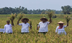 Lakukan Panen Padi Di Pariaman, Kementan Apresiasi Peningkatan Produksi dan Luas Tanam Di Sumbar