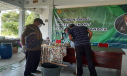 Kendalikan Lalat Buah pada Tanaman Mangga, Kementan Kenalkan Teknologi ME Block