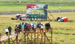 Panen Raya Serentak Optimasi Lahan di Merauke: Komitmen Nyata Menuju Swasembada Pangan