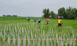 Kementan Kawal Pertanian Padi di Pantura, Jawa Barat dari Serangan Hama