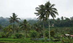 Agroforestri Salak Indonesia Menerima Pengakuan Sistem Warisan Pertanian Penting Dunia (GIAHS) dari FAO