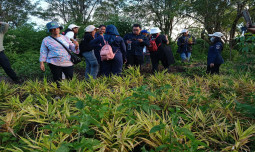 Kementan Perkenalkan MIS-KoltiTrace Dalam Pengembangan Hortikultura Di Lahan Kering