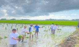 Pangkas 145 Regulasi, Kebijakan Distribusi Pupuk Langsung Ke Petani Dinilai Tepat