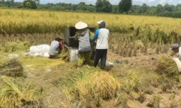Jelang Panen Raya, Petani Lampung Tengah Harapkan Penyesuaian Harga Gabah