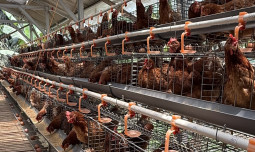 Pemerintah Rencana Akan Bangun Pabrik Pakan dan Pembibitan Ayam, Mendukung Peternakan Rakyat