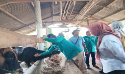 Ajak Peternak Lampung Vaksinasi Hewan, Kementan Berikan Edukasi Tangkal PMK