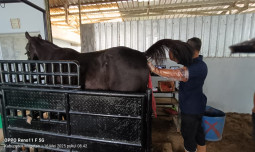 Kementan Dorong Pengembangan Kuda Lewat Teknologi IB