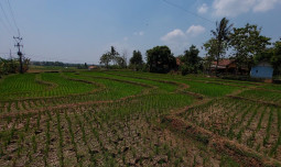 Kementan Dorong Pertambahan Luas Tanam di Masa El Nino Melalui Gerakan Nasional