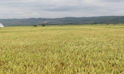 Demak Panen Raya Padi 48.791 Hektar, Harga Gabah Turun