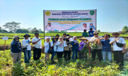 Dukung Peningkatan Produksi Nasional, Subang Lakukan Gerakan Panen Kegiatan Korporasi Kacang Tanah