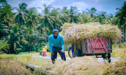 BPS: Produksi Beras Januari - April Tertinggi Selama 7 Tahun, ASEM