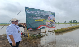 Ikut Gerakan Menanam Padi Serentak, Tulang Bawang Optimis Capai Target Tanam di Bulan Ini