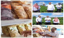 Kementan Gerakkan Percepatan Tanam Padi dan Kawal Ubi Jalar Ekspor 