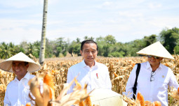 Presiden: Harga Jagung dan Gabah Turun Berarti Produksi Melimpah, Saatnya Bulog Lakukan Penyerapan