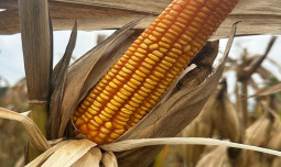 Kementan Dorong Penyediaan Jagung Pangan untuk Industri