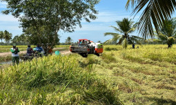 Panen Padi Di Sumsel Optimal,Optimis Puncak Panen Mencukupi Pasar