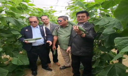 Perkuat Pangan Lintas Negara, Mentan SYL Kunjungi Screen House Almeria Spanyol