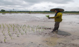 Tingkatkan Peran Wanita Tani, Kementan  Dorong Kesetaraan dan Inklusi Sosial Dunia Pertanian