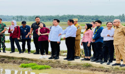 Dukung Ketahanan Pangan, Wapres Gibran Didampingi Mentan Amran Tanam Padi di Langkat