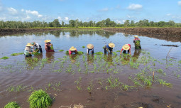 Kementan Kebut Target Swasembada, Sehari Selesaikan Tanam Perdana di Dua Lokasi Cetak Sawah Baru