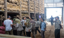 Sukses Swakelola Produksi Benih Bawang Putih di Tegal
