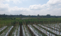 Stabilkan Produksi Cabai, Petani Di Kediri Terima Bantuan Pompa Sumur Dangkal dari Kementan