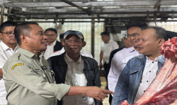 APDI Batalkan Mogok, Kementan Jamin Pasokan Daging Sapi Jelang Lebaran