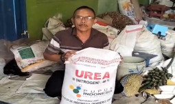 Tahun Baru, Langsung Tebus Pupuk Bersubsidi! 147 Transaksi Pecah Hanya dalam 16 Menit