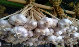 Dirjen Hortikultura Terus Pastikan Layanan Rekomendasi Impor Bawang Putih Sesuai Ketentuan