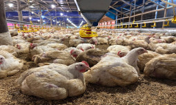 Langkah Cepat Kementan Stabilkan Harga Ayam dan Telur