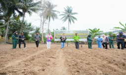 Sukseskan PAT, Kementan Bersama Pemda Tanam Padi Gogo di Pekarangan Kantor