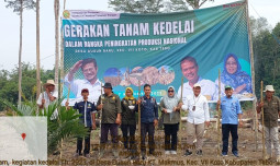 Dukung Peningkatan Produksi Nasional, Jambi Lakukan Gerakan Tanam Kedelai