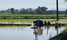 Hadapi Pola Hujan Awal 2026, Kementan Perkuat AUTP Jaga Produksi Padi dan Lindungi Petani