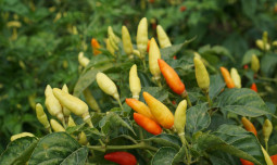 Harga Cabai Stabil Sepanjang Libur Lebaran 2025