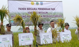 Kementan dan Provinsi Banten Kembangkan Padi Varietas Biosalin Untuk Wilayah Pesisir