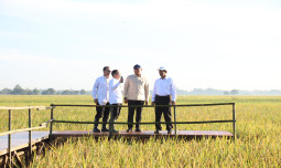 Produksi Beras Tertinggi Sepanjang Sejarah RI, Presiden Kembali Puji Duet Maut Mentan Amran dan Wamentan Sudaryono