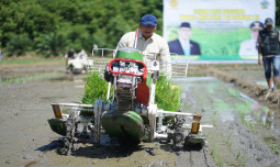 Wamentan Sudaryono Tanam Pakai Alat Modern Ini, Produksi Padi di Kayong Naik Tinggi