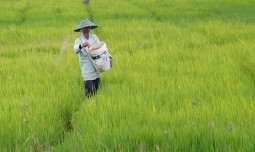 Sekjen HKTI: Kebijakan Presiden Prabowo Turunkan Harga Pupuk Berdampak Langsung ke Petani