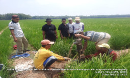 Kementan Respon Cepat Lakukan Pemantauan dan Penanganan Lahan Kekeringan di Areal Persawahan KAB. Pendeglang, Provinsi Banten